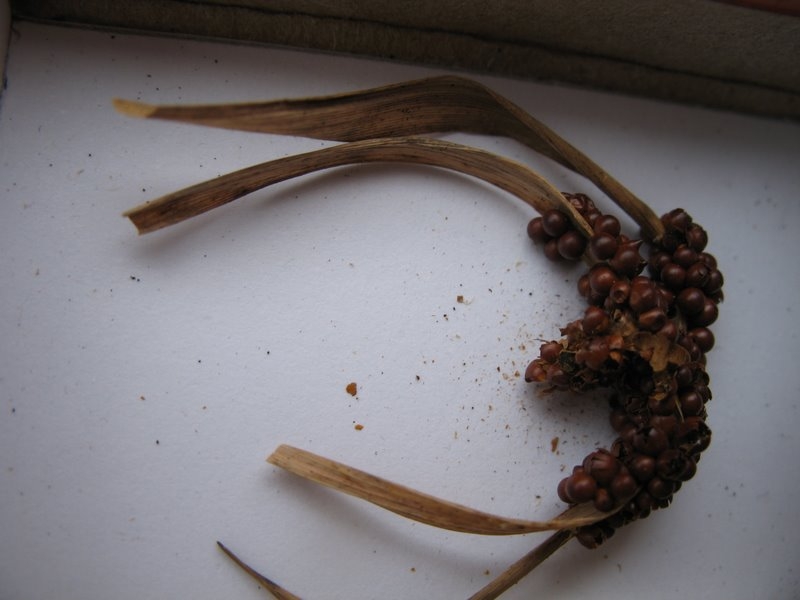 2008   Atelier myxo   Leocarpus fragilis